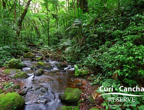Curicancha Cloud Forest Reserve Guided Tour + Entrance + Guide