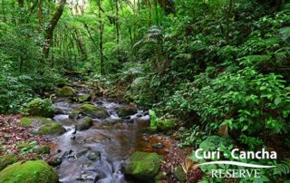 Curicancha Cloud Forest