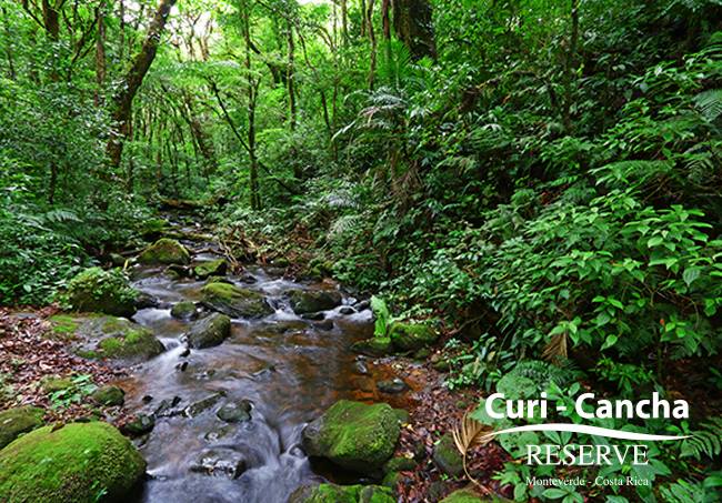 Curicancha Cloud Forest Reserve Guided Tour + Entrance + Guide
