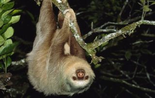 Sloth Monteverde