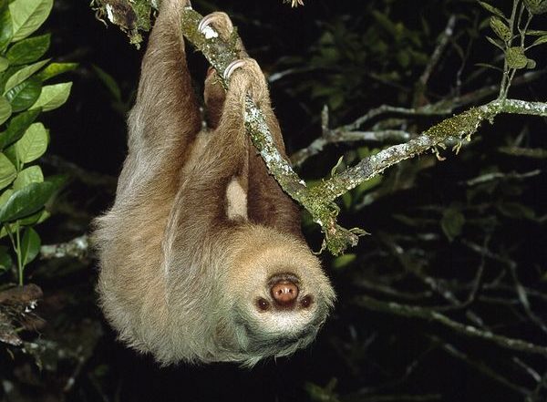kinkajou-night-walk-monteverde-1