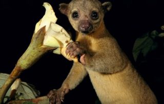 Kinkajou Night walk Monteverde