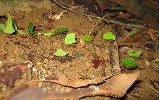 leaf cutter ants night walk monteverde