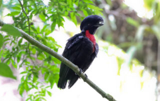 monteverde cloud forest tickets