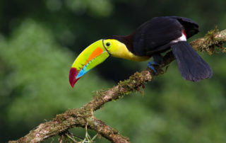 Monteverde Cloud Forest Ticktes