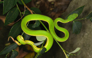 Gren Viper Monteverde night walk