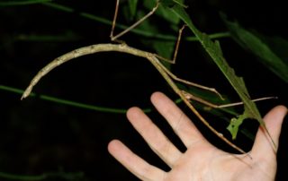 walking stick night walk monteverde